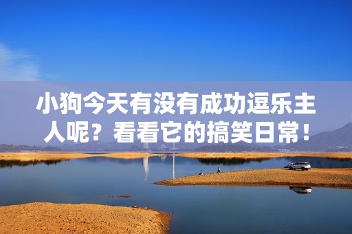 小狗今天有没有成功逗乐主人呢？看看它的搞笑日常！